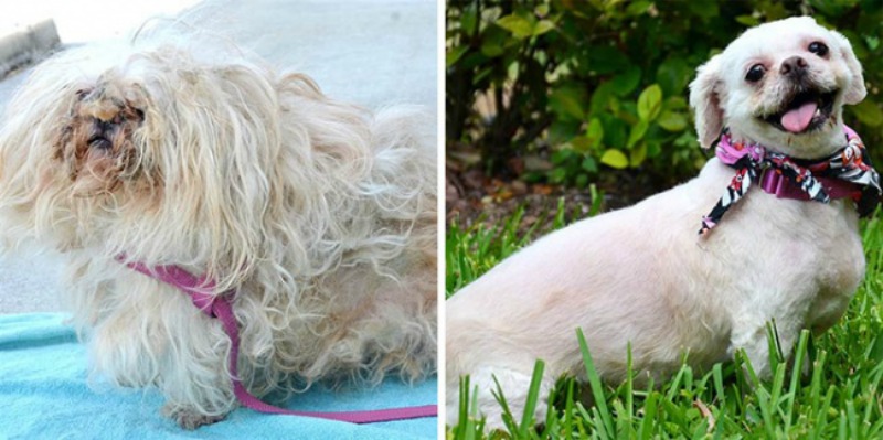 Perros antes y despues foto 10