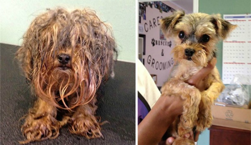 Perros antes y despues foto 11