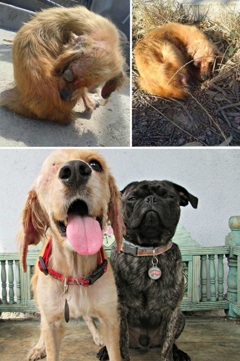 Perros antes y despues foto 12