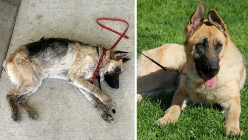 Perros antes y despues foto 13