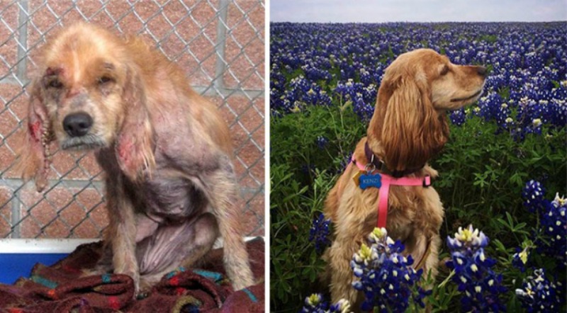 Perros antes y despues foto 3
