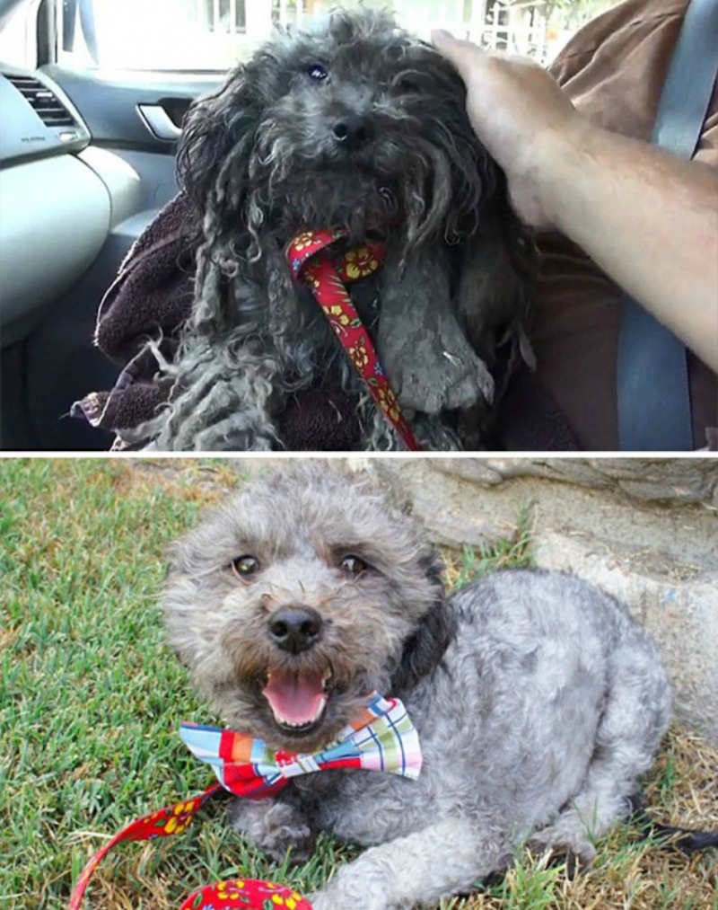 Perros antes y despues foto 6