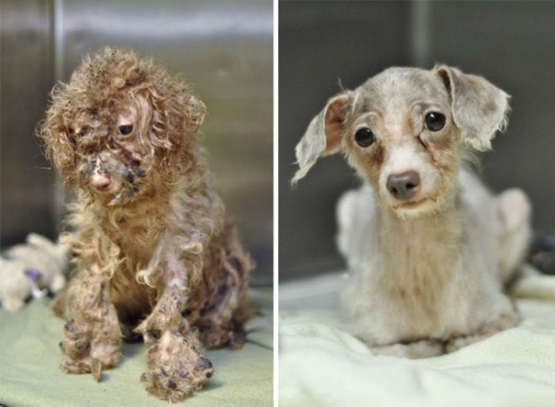 Perros antes y despues foto 7
