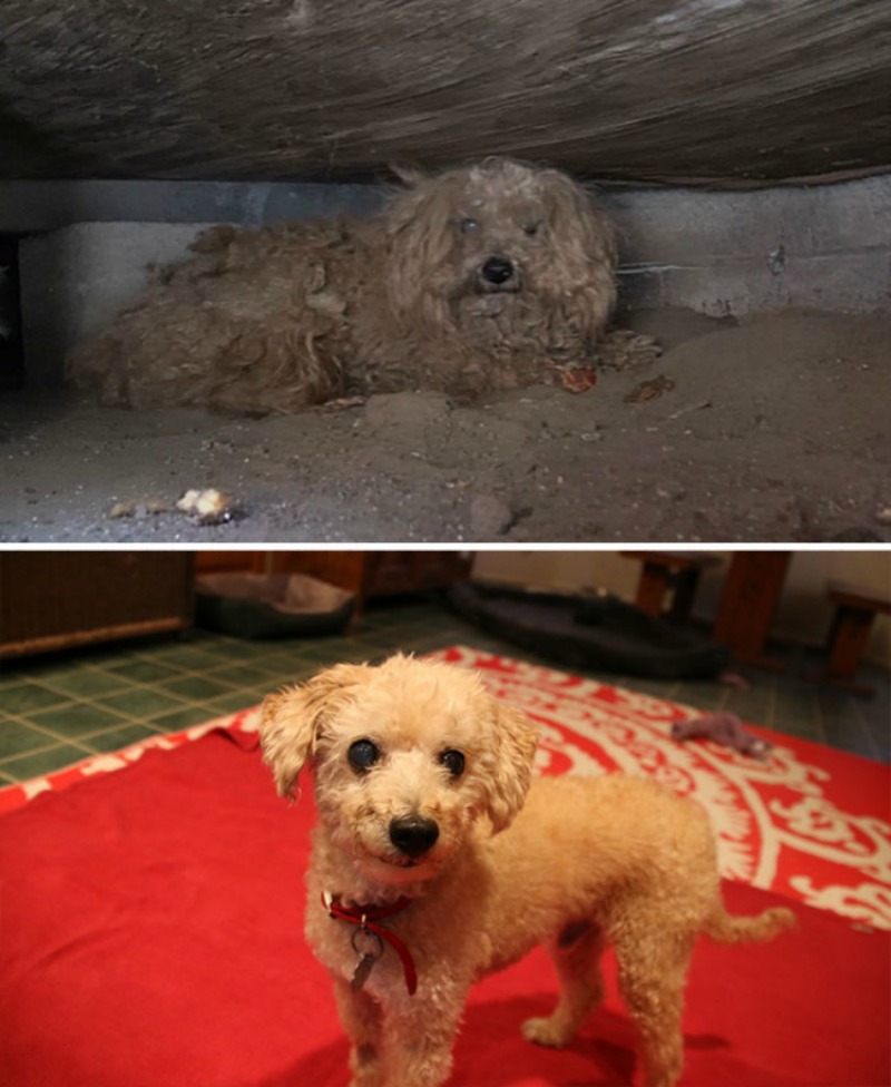 Perros antes y despues foto 8