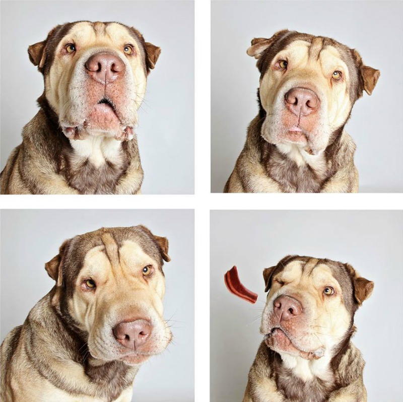 Perros en cabina fotografica foto 8