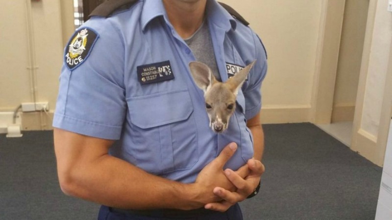 Policia adopta a canguro foto 1
