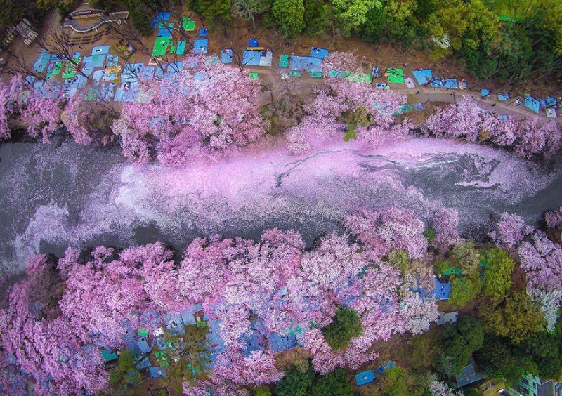 Primavera en Japon foto 1