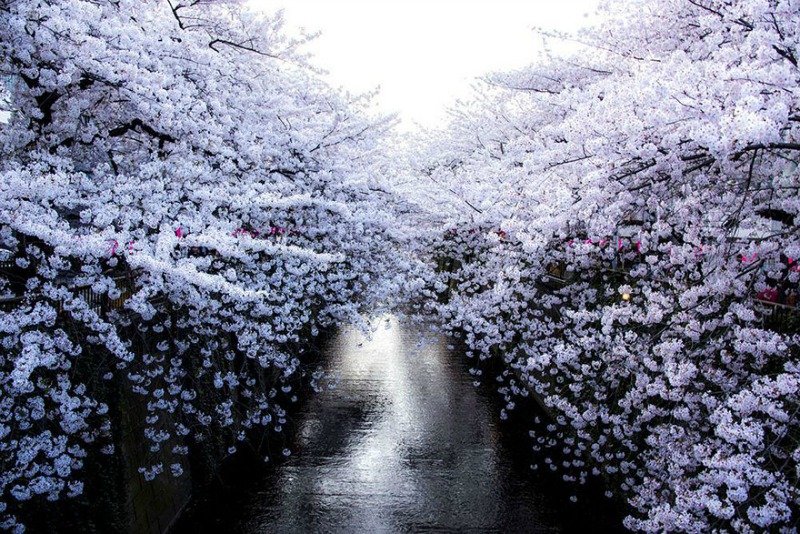 Primavera en Japon foto 2