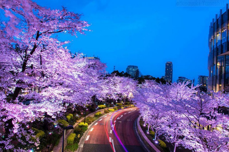 Primavera en Japon foto 6
