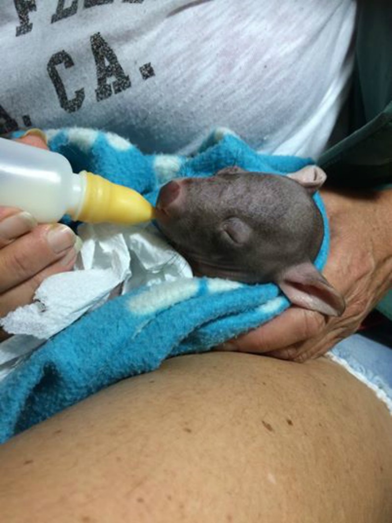 Rescate de un wombat foto 1