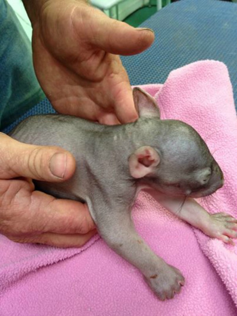 Rescate de un wombat foto 3