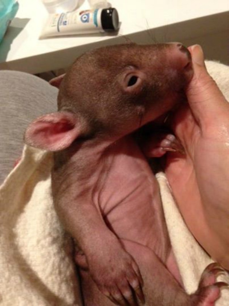 Rescate de un wombat foto 7