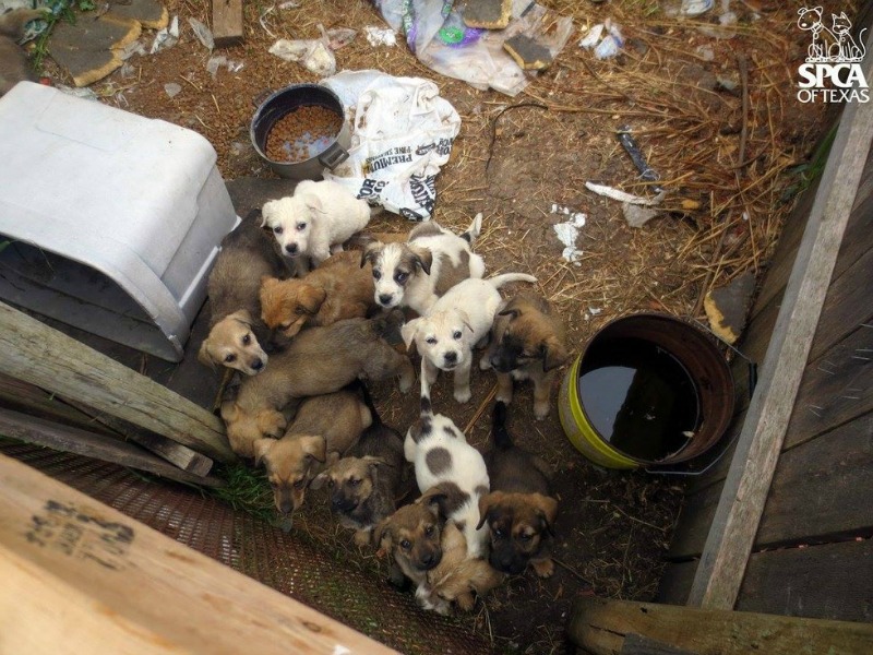 Cachorros rescatados 1