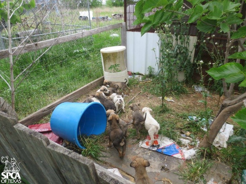 Cachorros rescatados 2