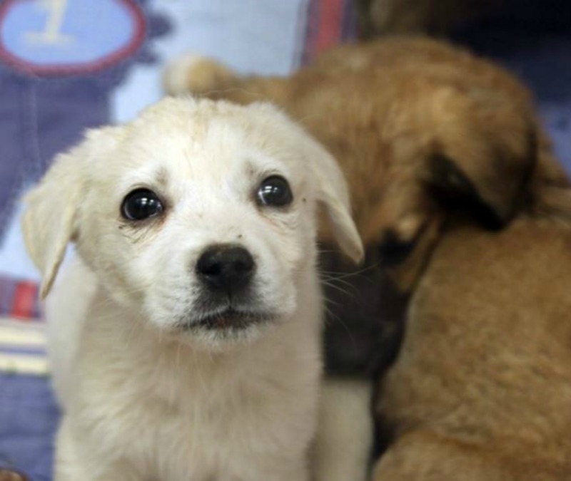 Cachorros rescatados 6