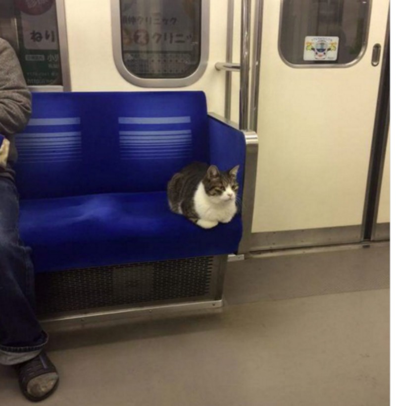Gato que viaja en metro 1