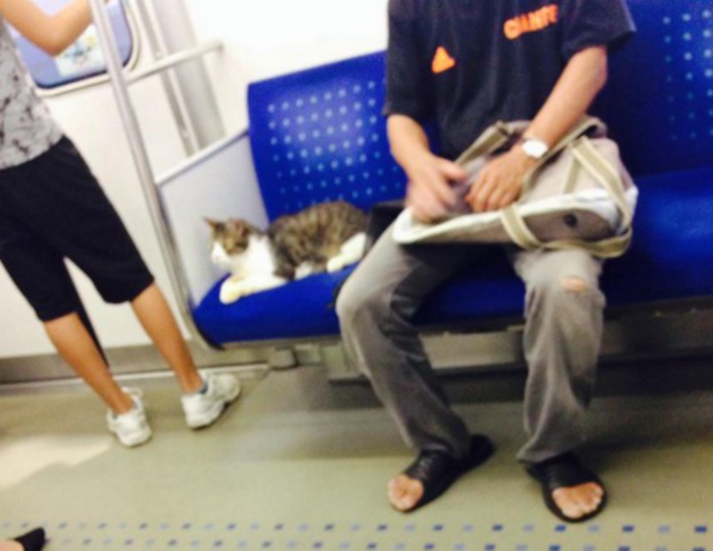 Gato que viaja en metro 2