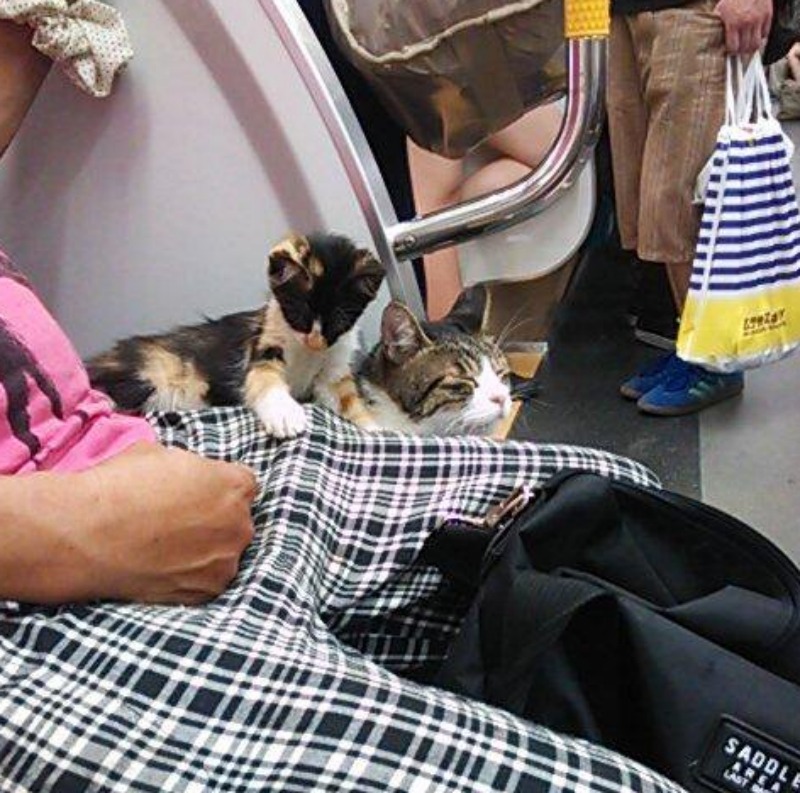 Gato que viaja en metro 3