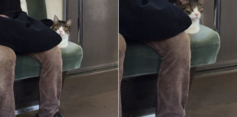 Gato que viaja en metro 4