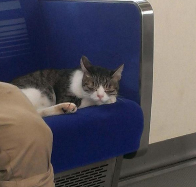Gato que viaja en metro 5