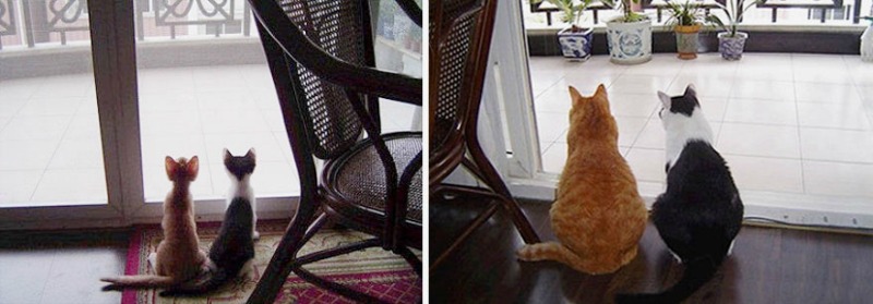 Gatos en crecimiento 1
