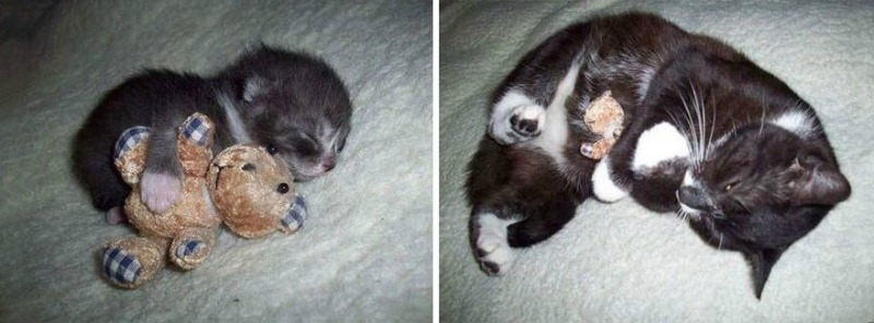 Gatos en crecimiento 2