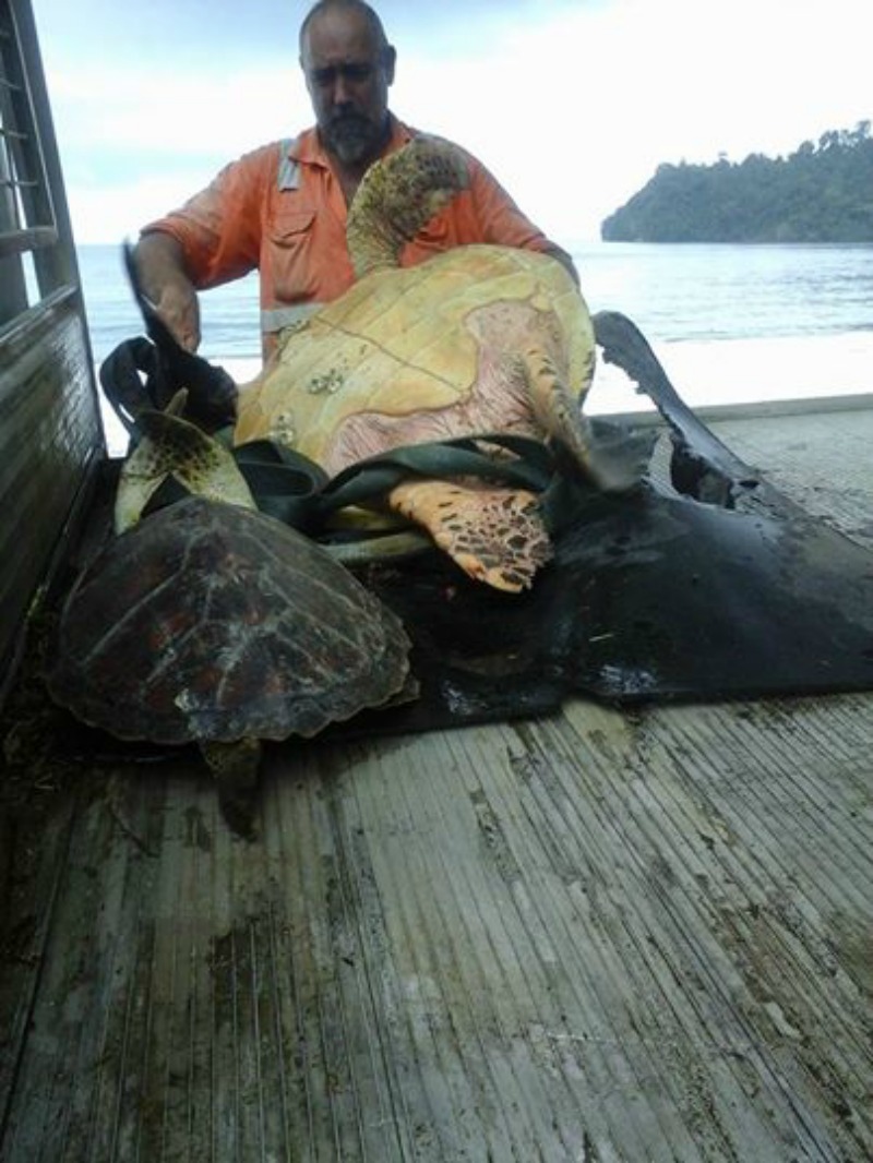 Hombre rescata a tortuga 1