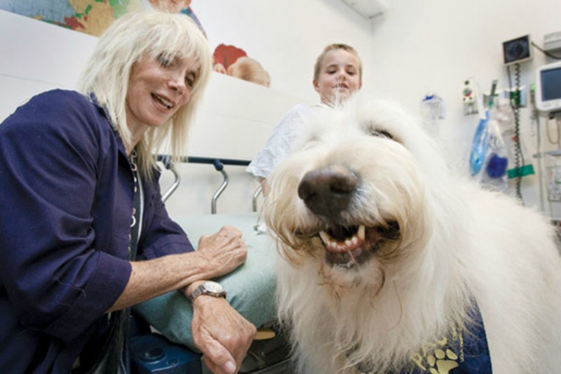 Хорошие пациенты животные. Бельгийская больница пускает к пациентам домашних животных. Patient animals. Почему не пускают в больницу
