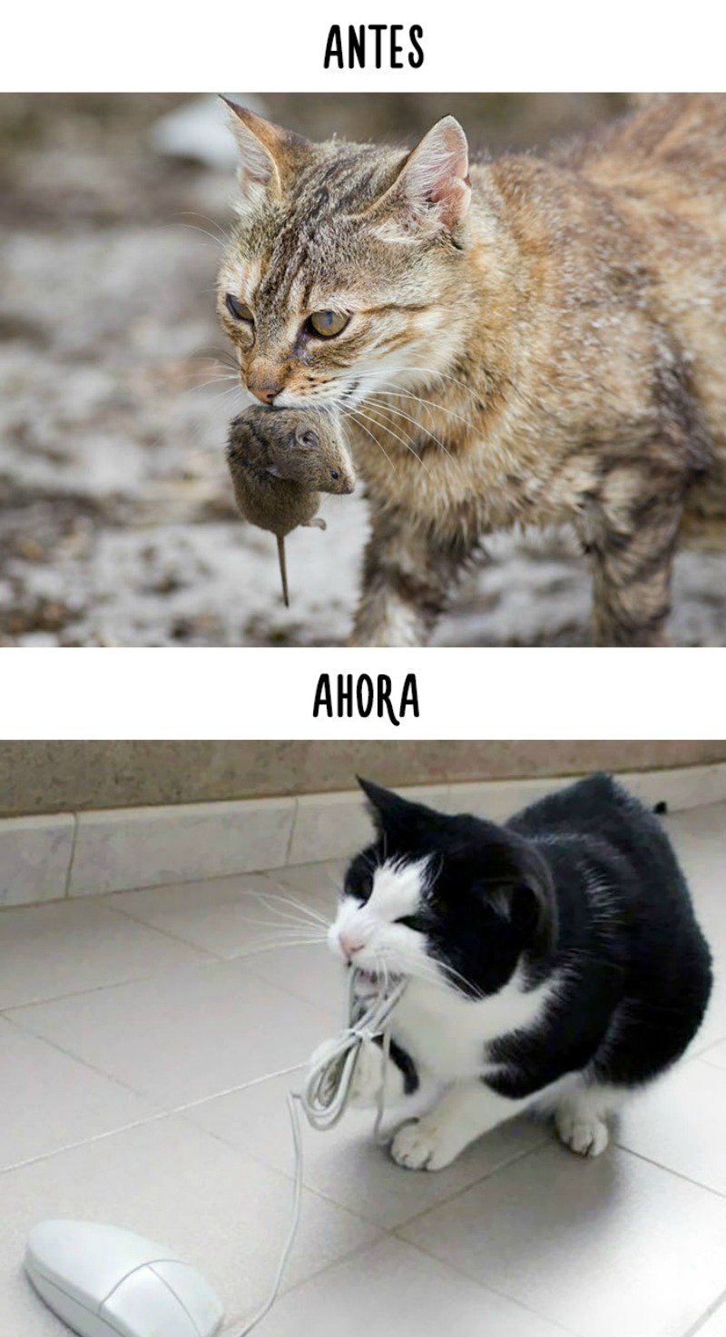 La tecnologia y los gatos 4