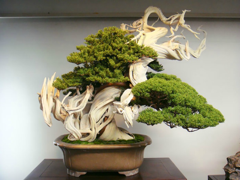 Los mas hermosos bonsai 11