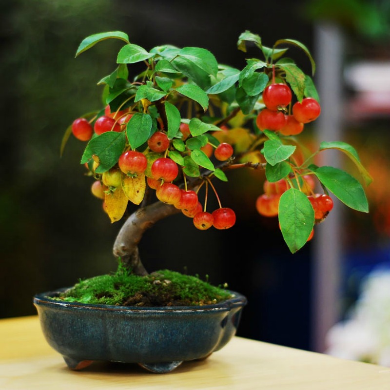 Los mas hermosos bonsai 12