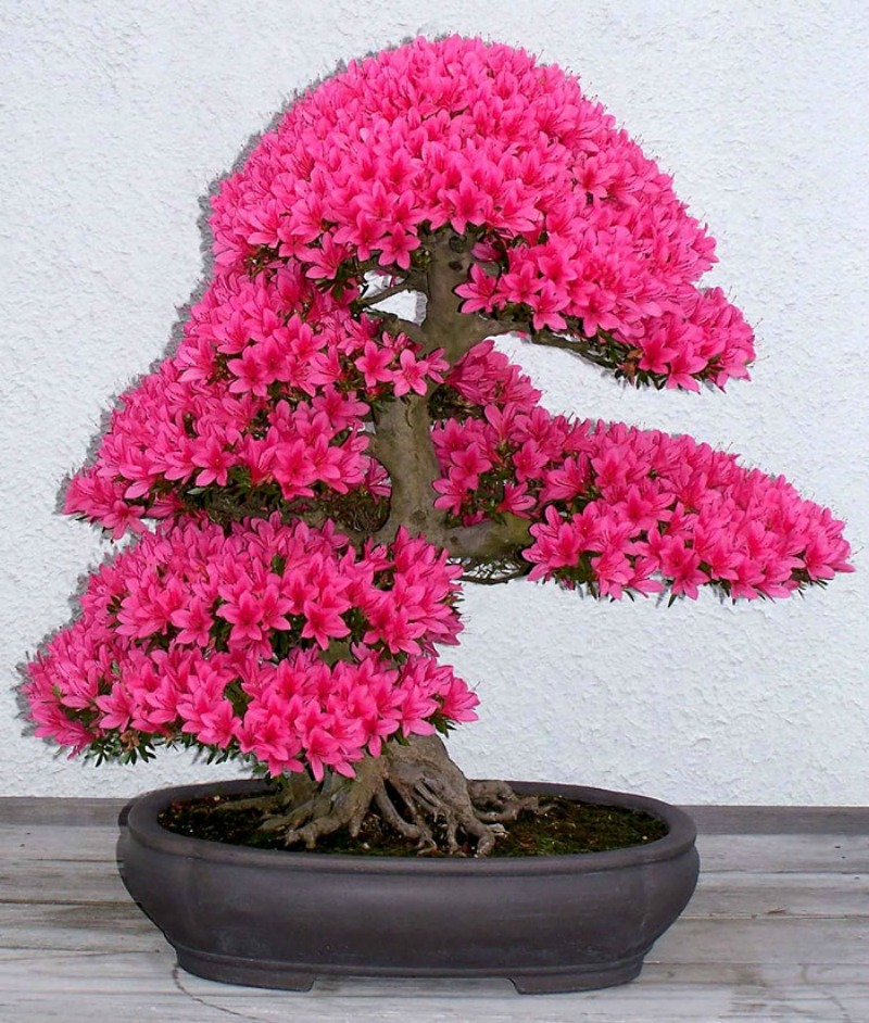 Los mas hermosos bonsai 13