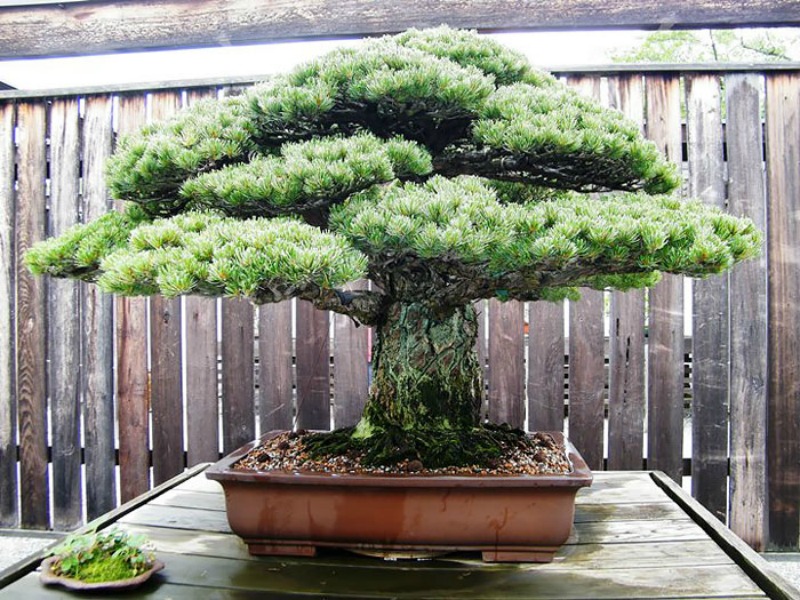 Los mas hermosos bonsai 3