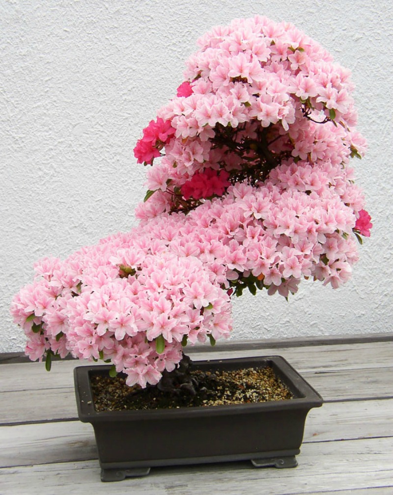 Los mas hermosos bonsai 4