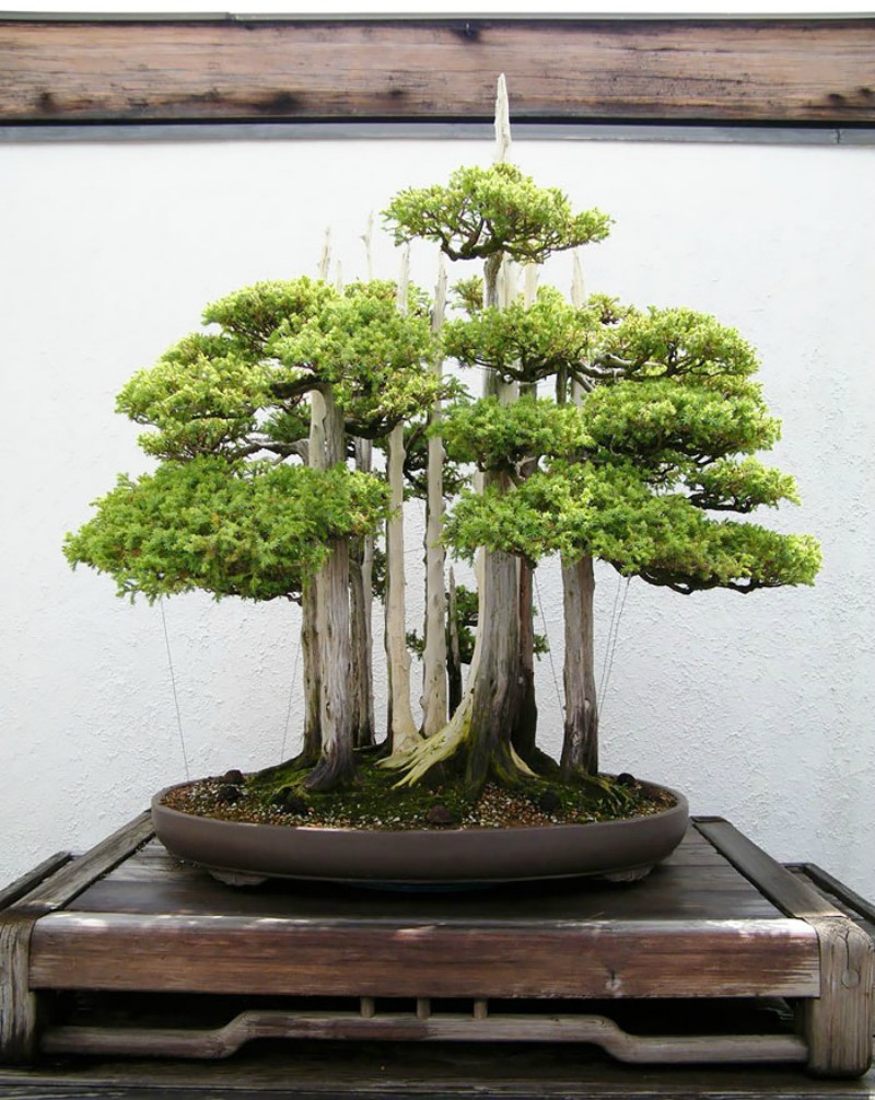 Los mas hermosos bonsai 8