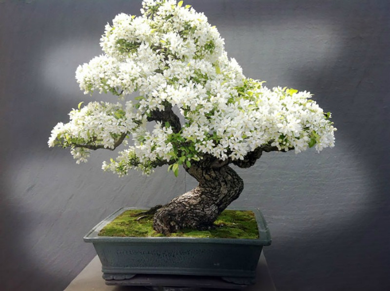 Los mas hermosos bonsai 9