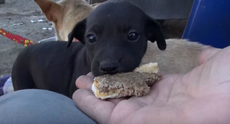 Madre y su cachorro 4