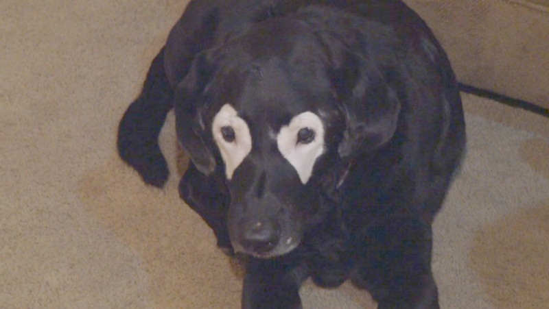 Perro con vitiligo 2