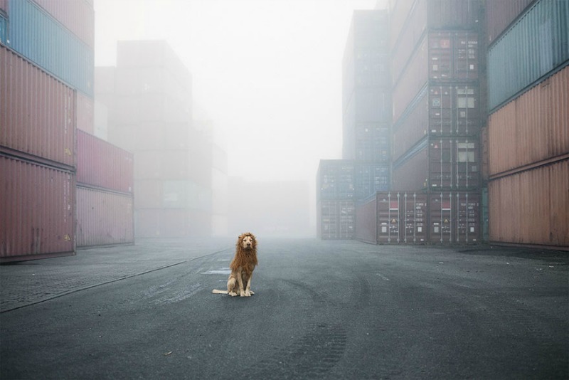 Perro se convierte en leon 1