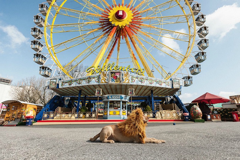 Perro se convierte en leon 10