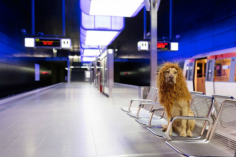 Perro se convierte en leon 12