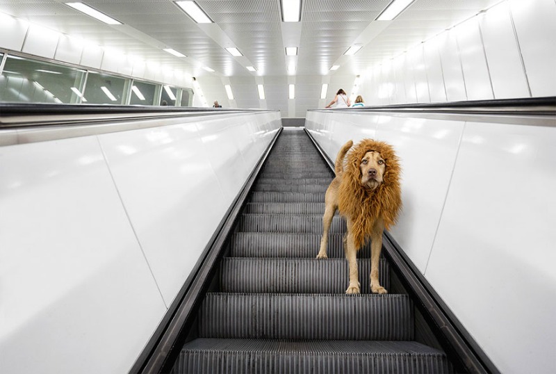 Perro se convierte en leon 5