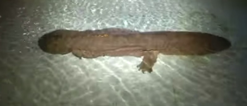 Salamandra de 200 anos foto 1