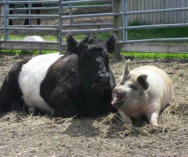 Vaca ciega y cerdo foto 1