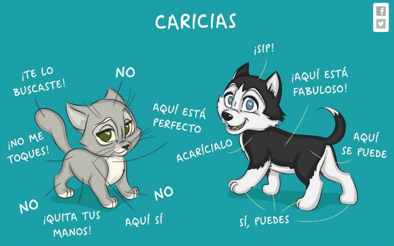 Vivir con un perro o un gato 13