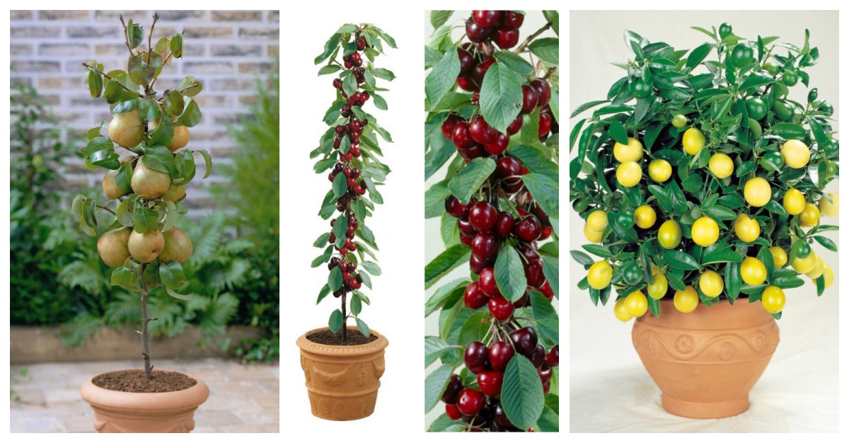 Estos Árboles Frutales Son Ideales Para Tener En Casa Aún Cuando No Tengas Jardín Tronya Estos Árboles Frutales Son Ideales Para Tener En Casa Aún Cuando No Tengas Jardín Tronya