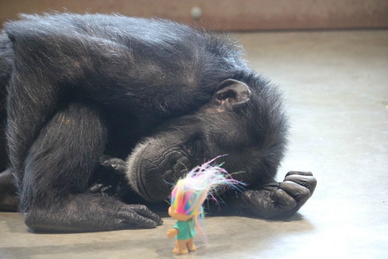 Chimpance y juguetes 1