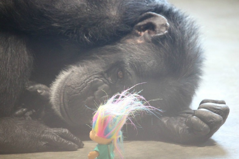 Chimpance y juguetes 5