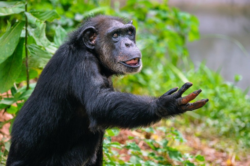 Chimpances liberados 1