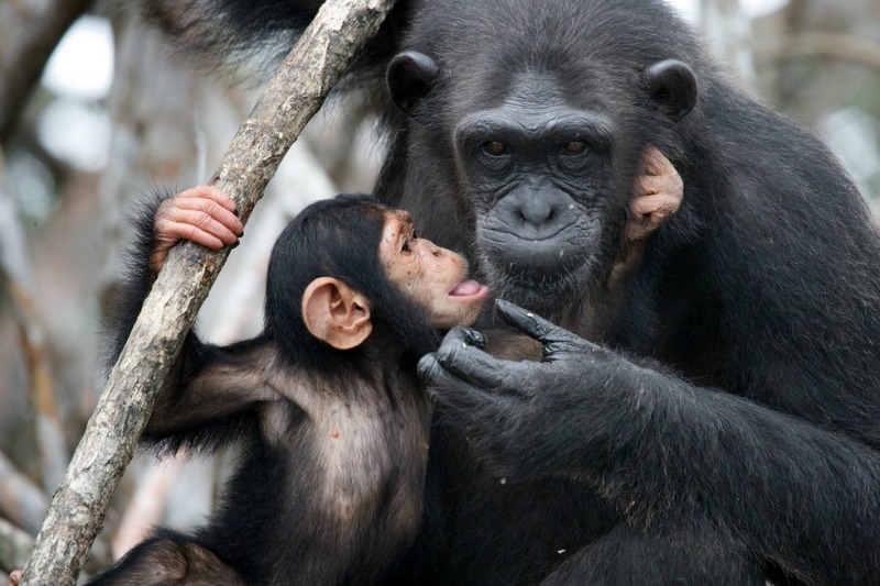 Chimpances liberados 3